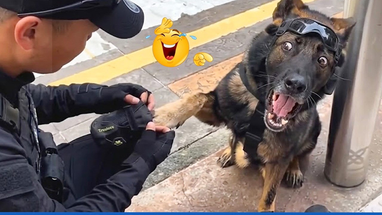Police Dog Quits 😂 Funniest Belgian Malinois Ever!