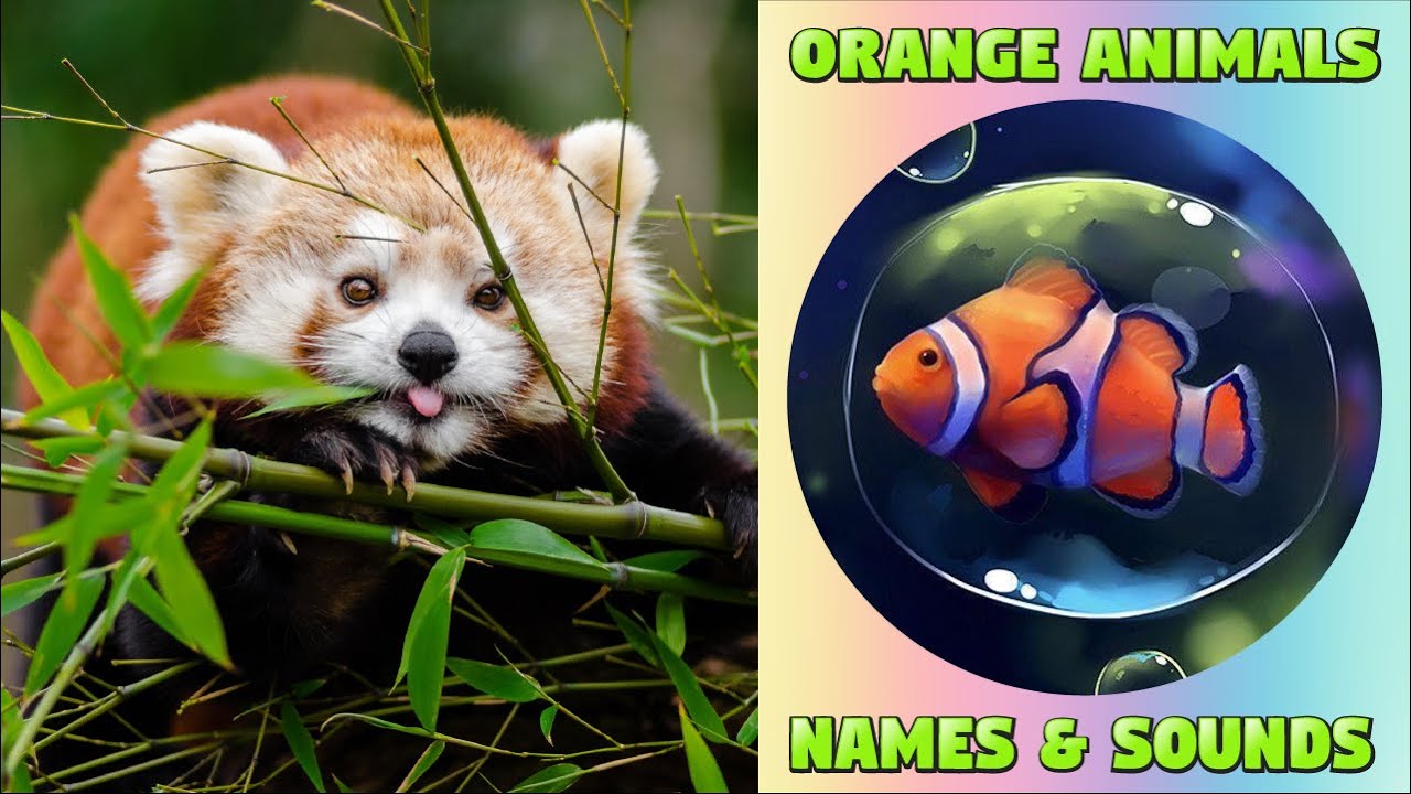 Orange-Colored Animals for Kids - Animal Names and Sounds #animals #kids #education #kiddizoo
