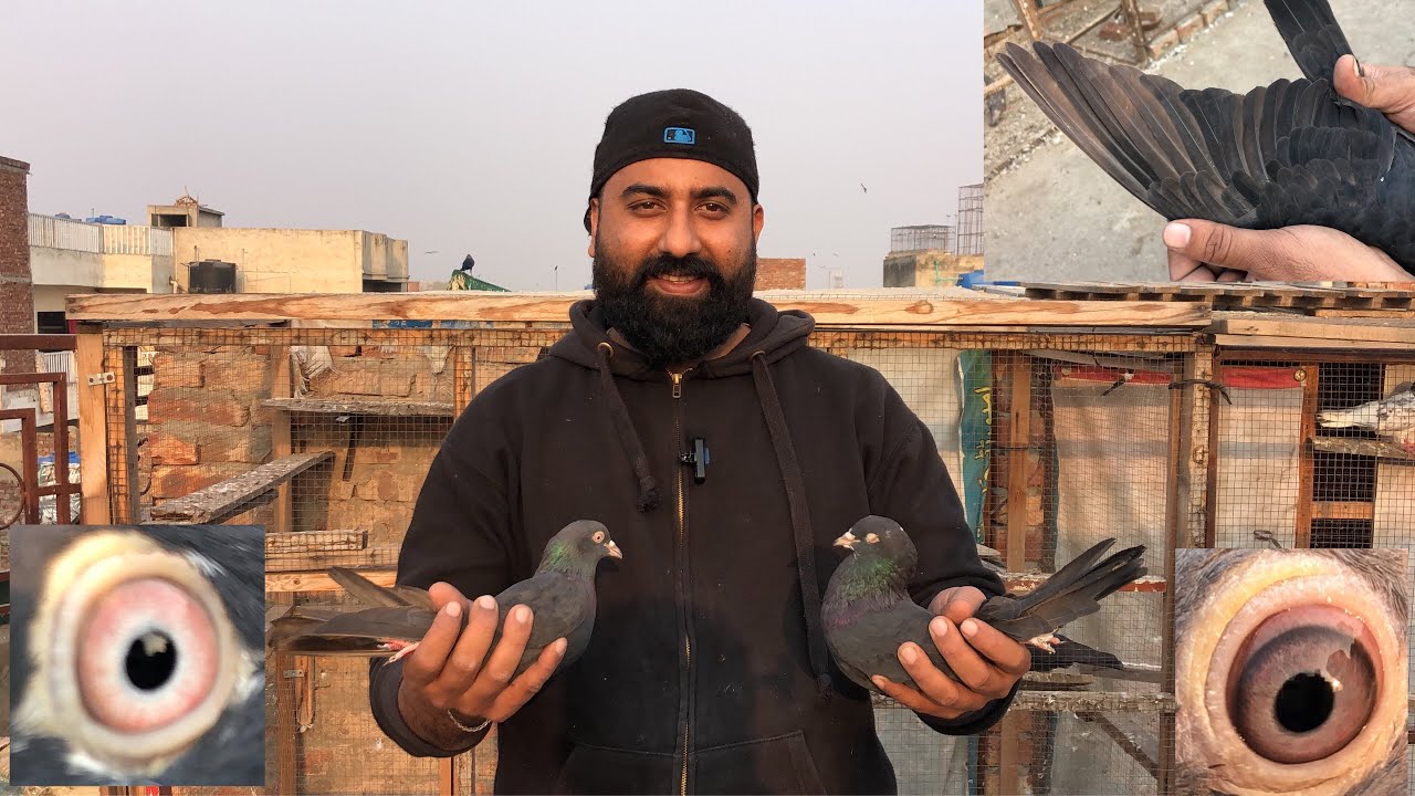High flyer Zakh kabootar both he parwaz Kabootar || kabookar #ytvideo | qasim royal pigeon