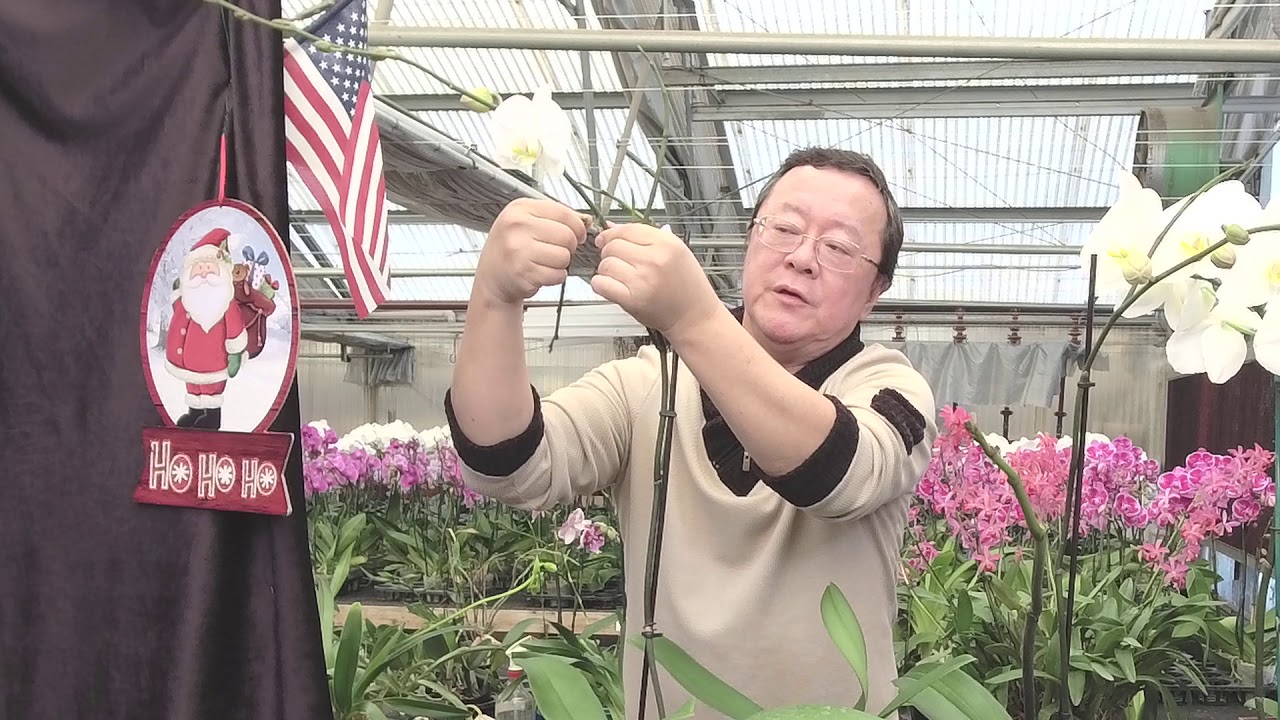 Norman Fang Live! Episode 37 Standard Phalaenopsis care in wither