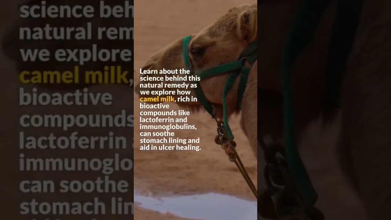 Natural Ulcer Treatment: Camel Milk Benefits Backed by Science