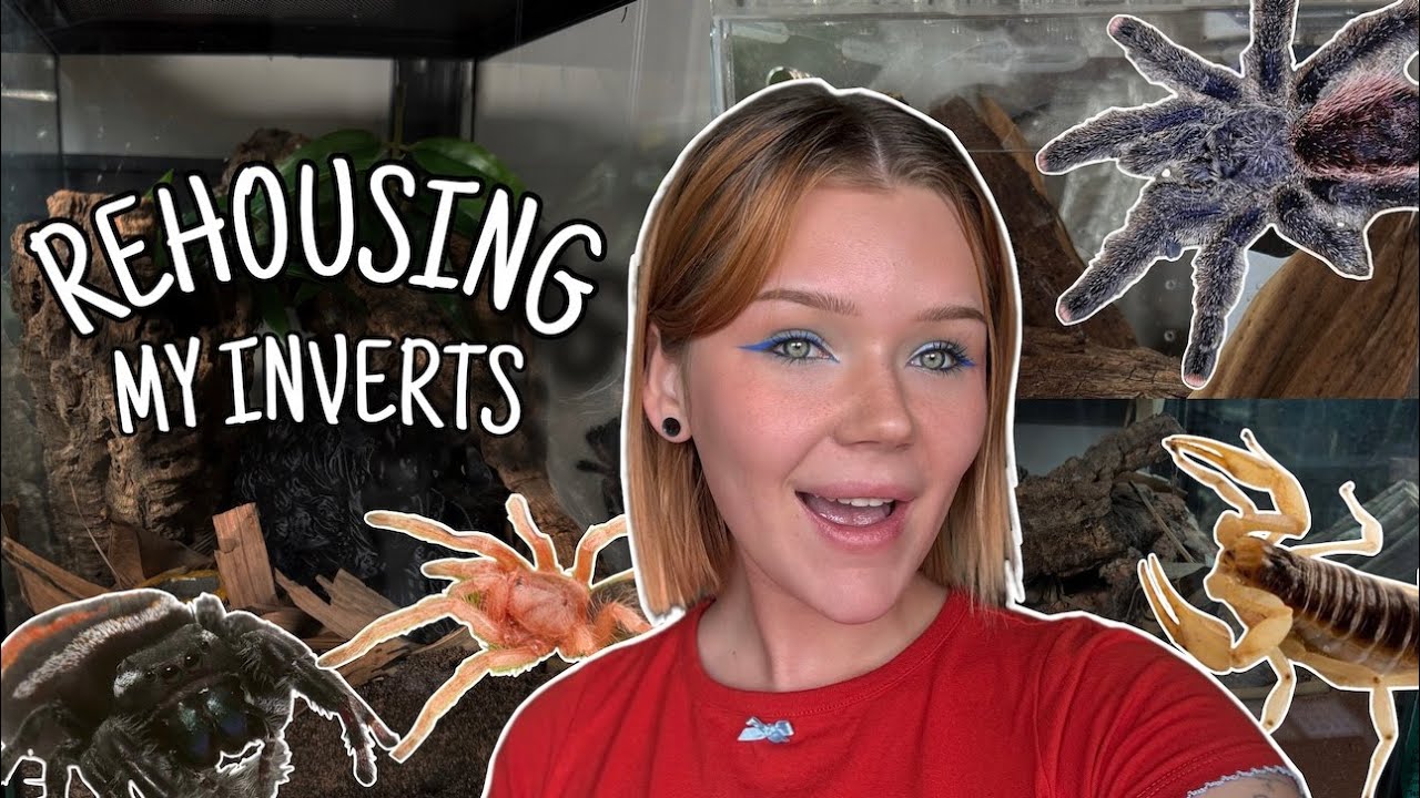 New Pets? New Enclosures... | Rehousing my Tarantulas, Jumping Spiders and MORE!