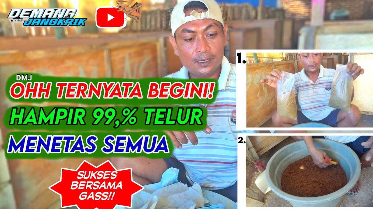 CARA PENETASAN TELUR JANGKRIK YANG BENAR, SEPERTI INI..👌!! - Demang Jangkrik, Cara Penetasan Telur