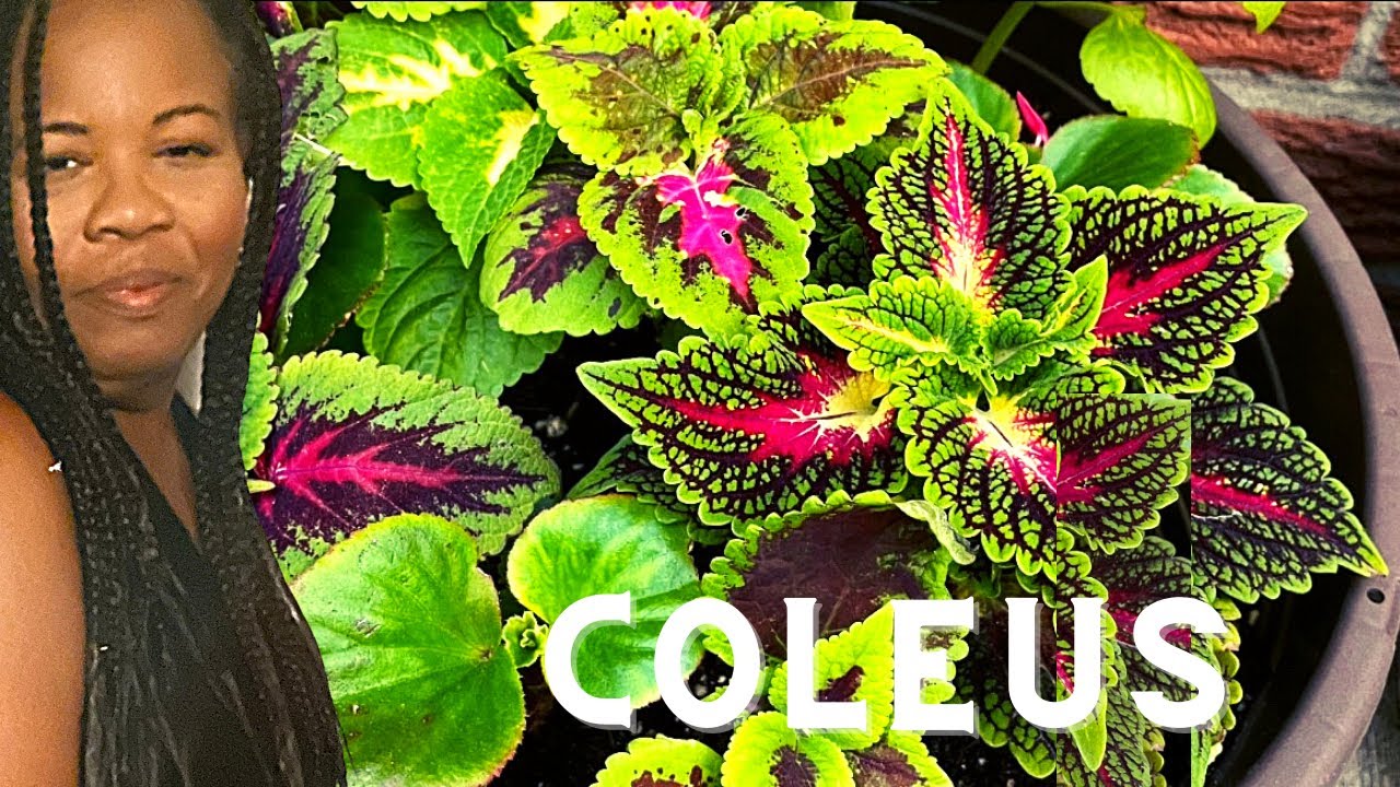 How to grow Coleus from Seed Easily! 🌱✨
