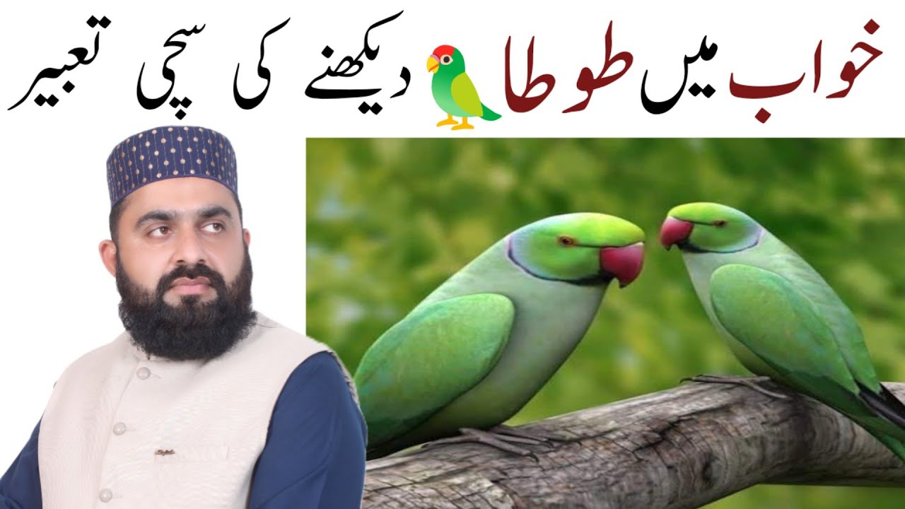 Khwab Main Tota Dekhny Ki Tabeer || Khwab Main Toty Ka Shikar || khwab Me Tota Marna || Tota Urhana 