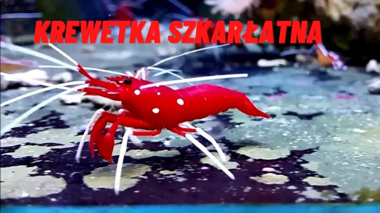 Lysmata debelius  Krewetka szkarłatna