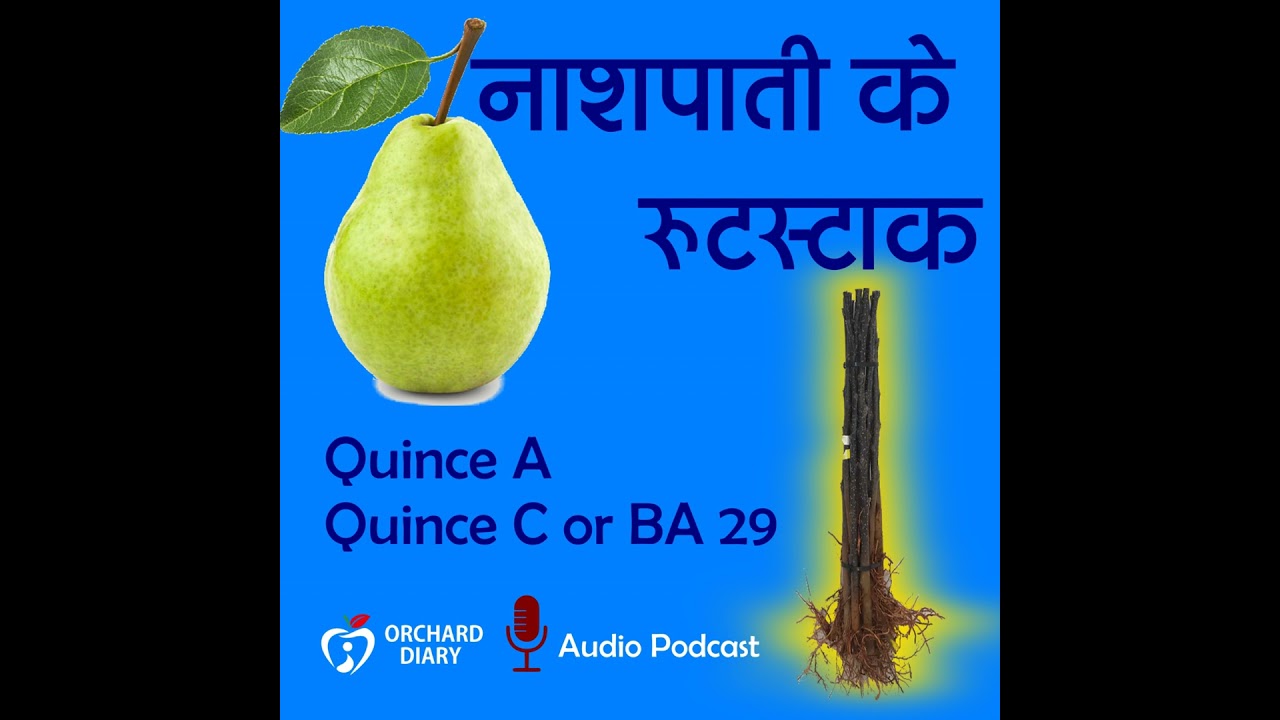 नाशपाती के रुटस्टाक । Pear Rootstock | Quince A