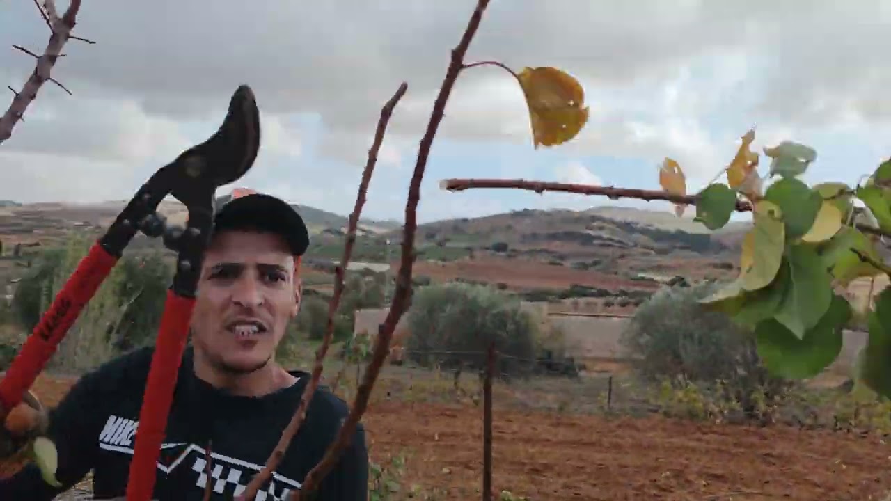 تقليم اشجار المشمش🌳🌿🍑 (Taille des abricotiers)