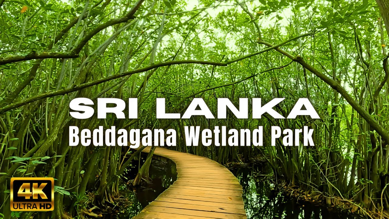 Walking tour of BEDDAGANA WETLAND PARK in Sri Lanka  - Travel Sri Lanka