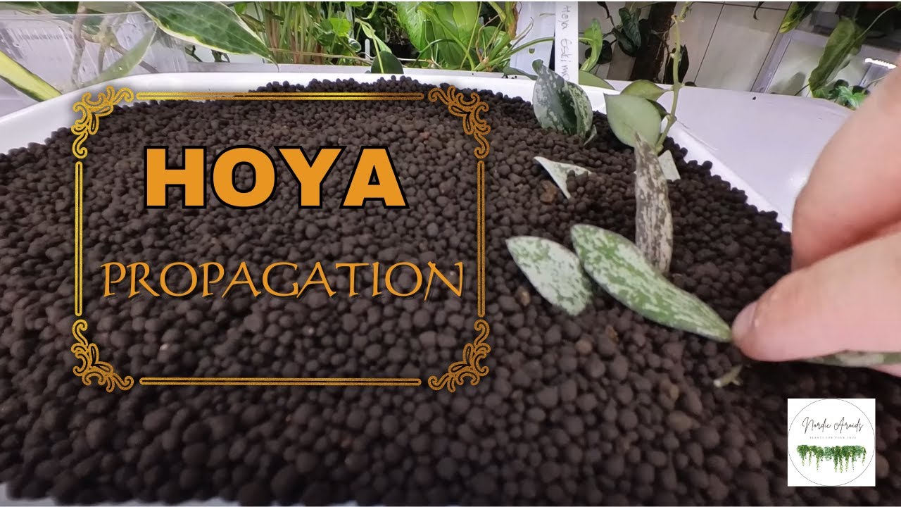 🌿Hoya propagation🌿 | Fluval Stratum method
