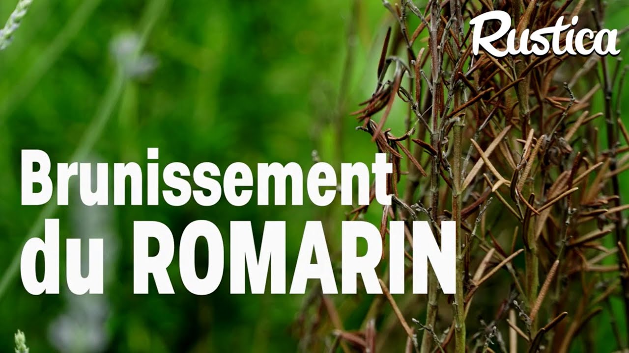 Brunissement du romarin