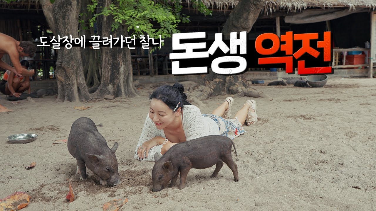 돈으로 은혜 갚은 돼지 / 우기 한달살기 좋은 여행지 [태국 74]