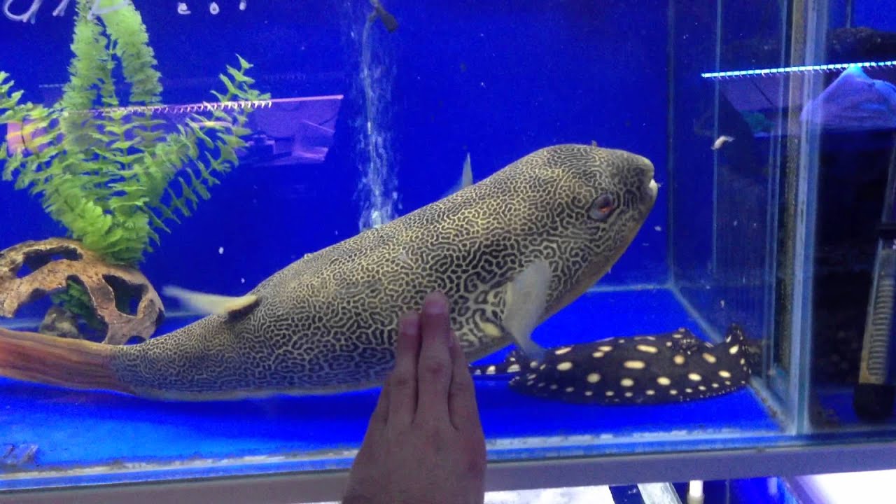 Tetraodon  тетрадон