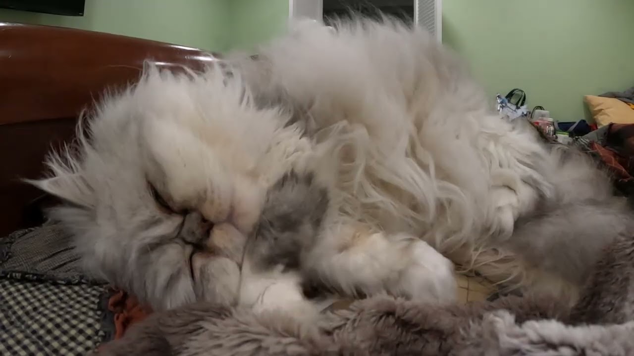 Mimmy
