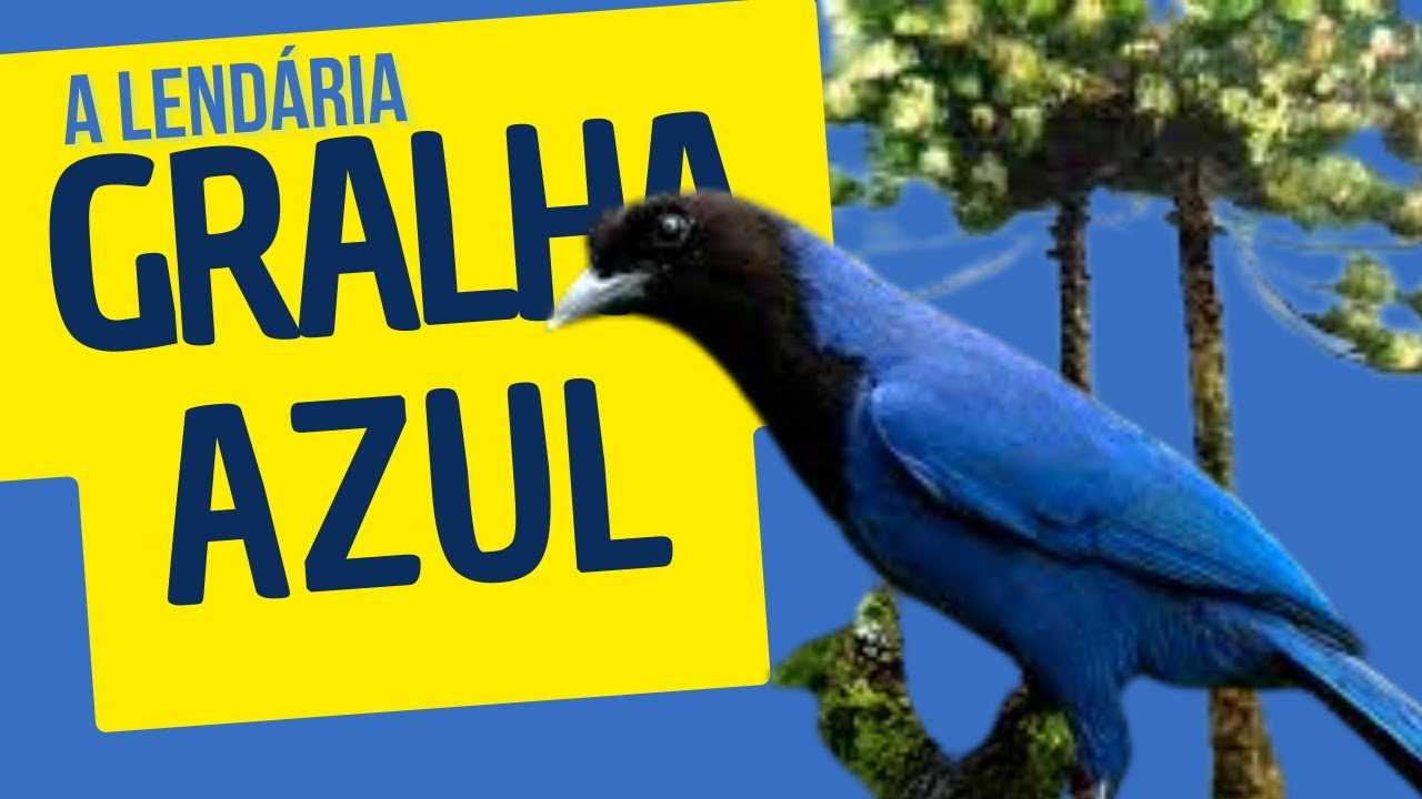 GRALHA AZUL - Ave símbolo do Paraná - fatos e curiosidades
