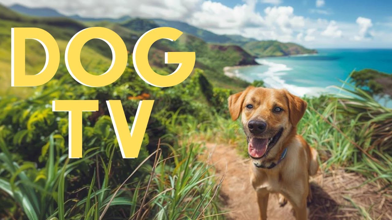 DOG TV For Dogs To Watch: 20 Hour Beach Virtual Hike🌊 With Relaxing Music!