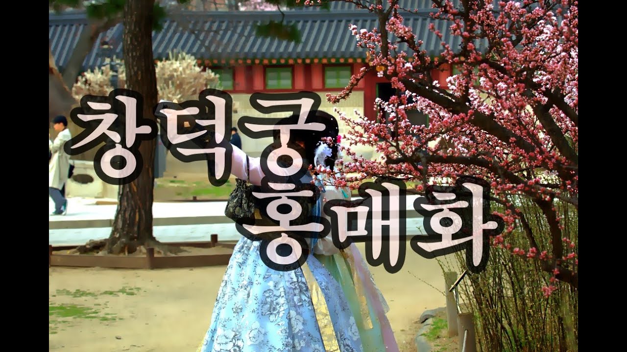[한국의 고궁]  창덕궁 홍매화 .서울 의 매화 명소,2023...
