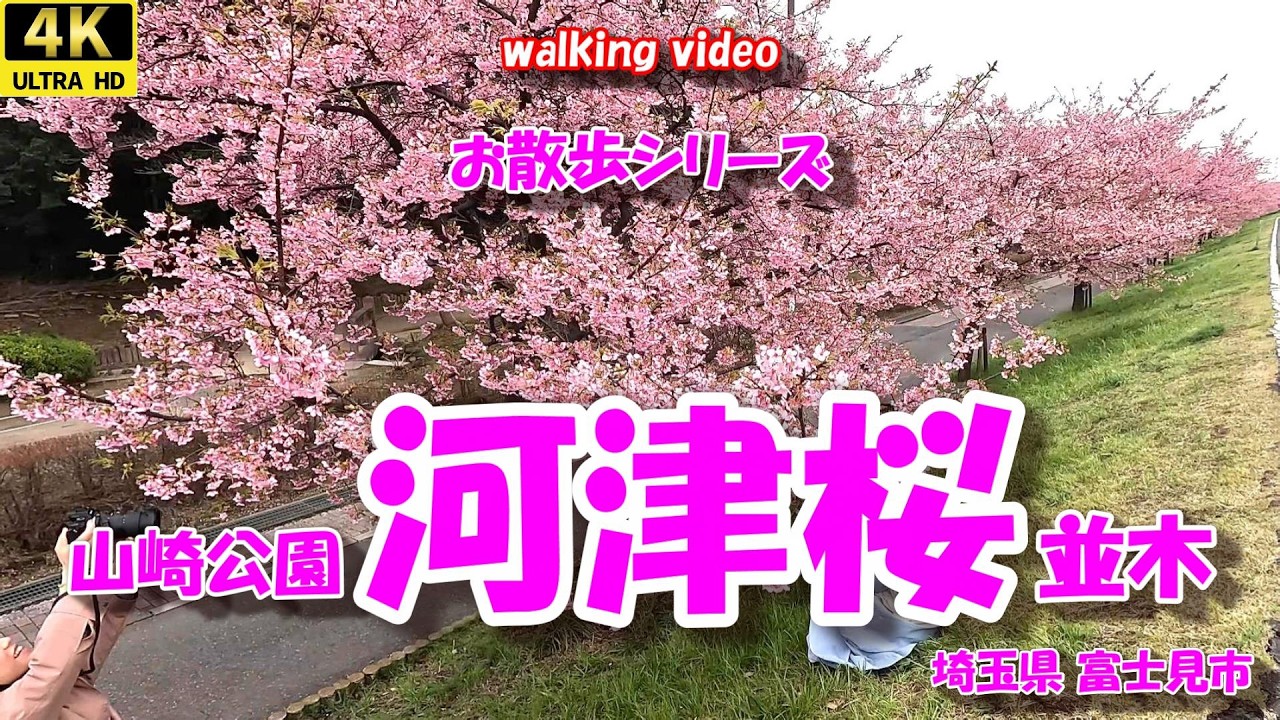 山崎公園「河津桜 並木」 【お散歩シリーズ】 埼玉県富士見市 26年03月06日