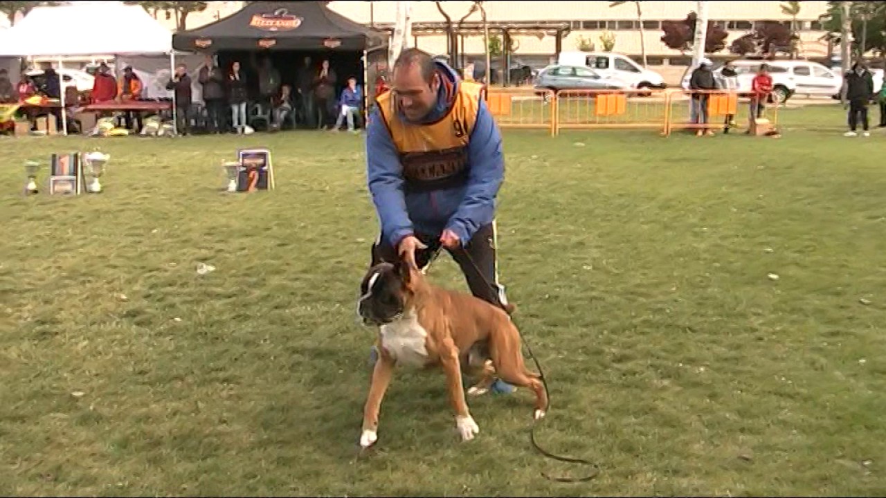 Campeonato Del Ano Espana 2017,  BEST IN SHOW
