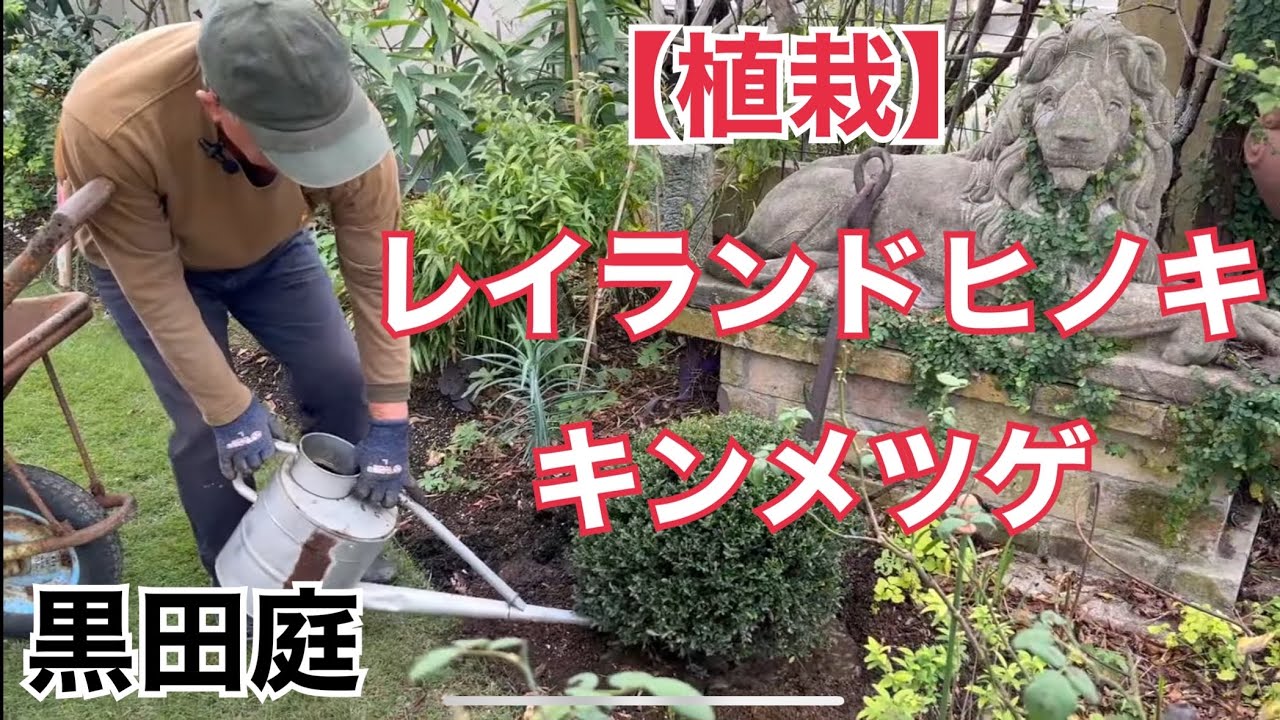 キンメツゲとレイランドヒノキの植え込み2024 Kuroda's Residence