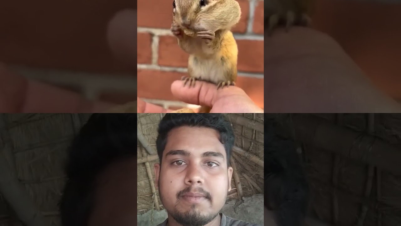 #chipmunksandfriends