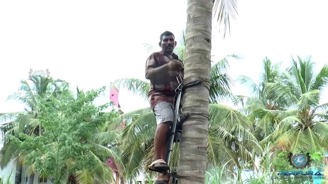 COCONUT TREE CLIMBER