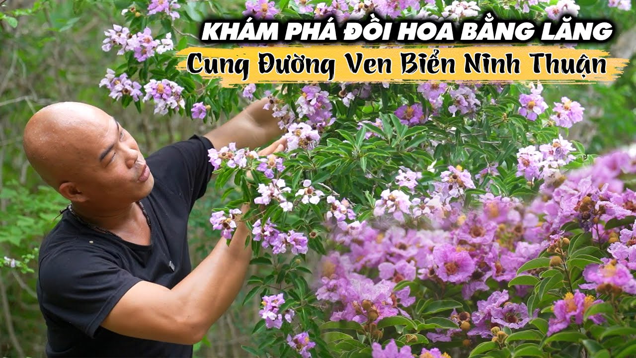 KHÁM PHÁ VẺ ĐẸP HOA BẰNG LĂNG TÍM TẠI CUNG ĐƯỜNG VEN BIỂN SƠN HẢI, NINH THUẬN