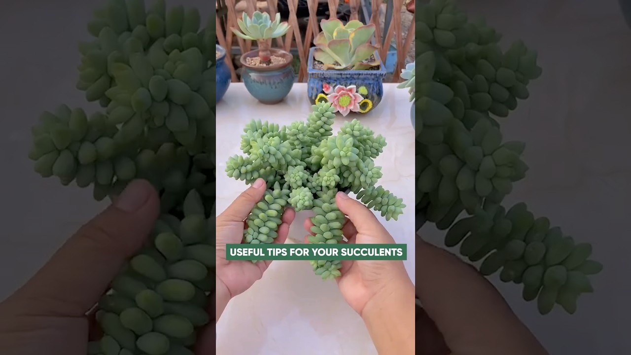 Succulent Care for Beginners: Easy Guide to Happy Plants! | 다육이 | 多肉植物