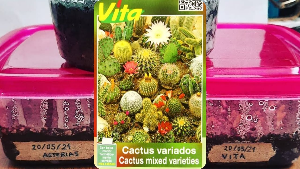 Germinando sobre de Semillas Vita - Cactus