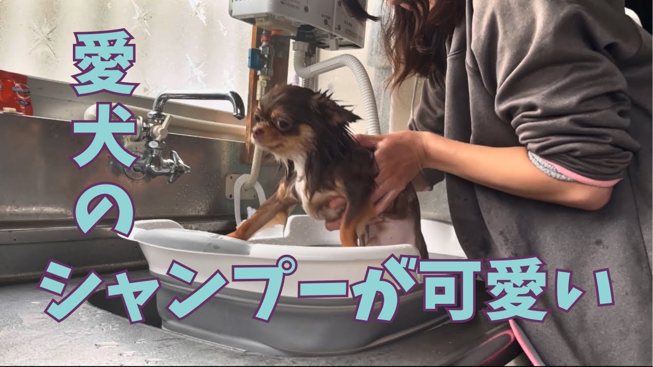 《自己満》ただシャワーを浴びているチワワの動画です | 犬のいる暮らし