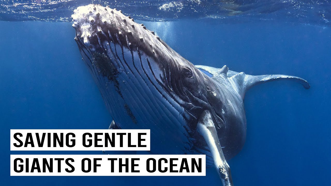 Saving Majestic Whales: Antarctica's Non-Lethal Research Mission