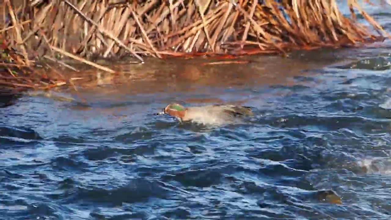#cerceta comun contra coriente #aves #birds #wildlife #naturaleza #vidasilvestre