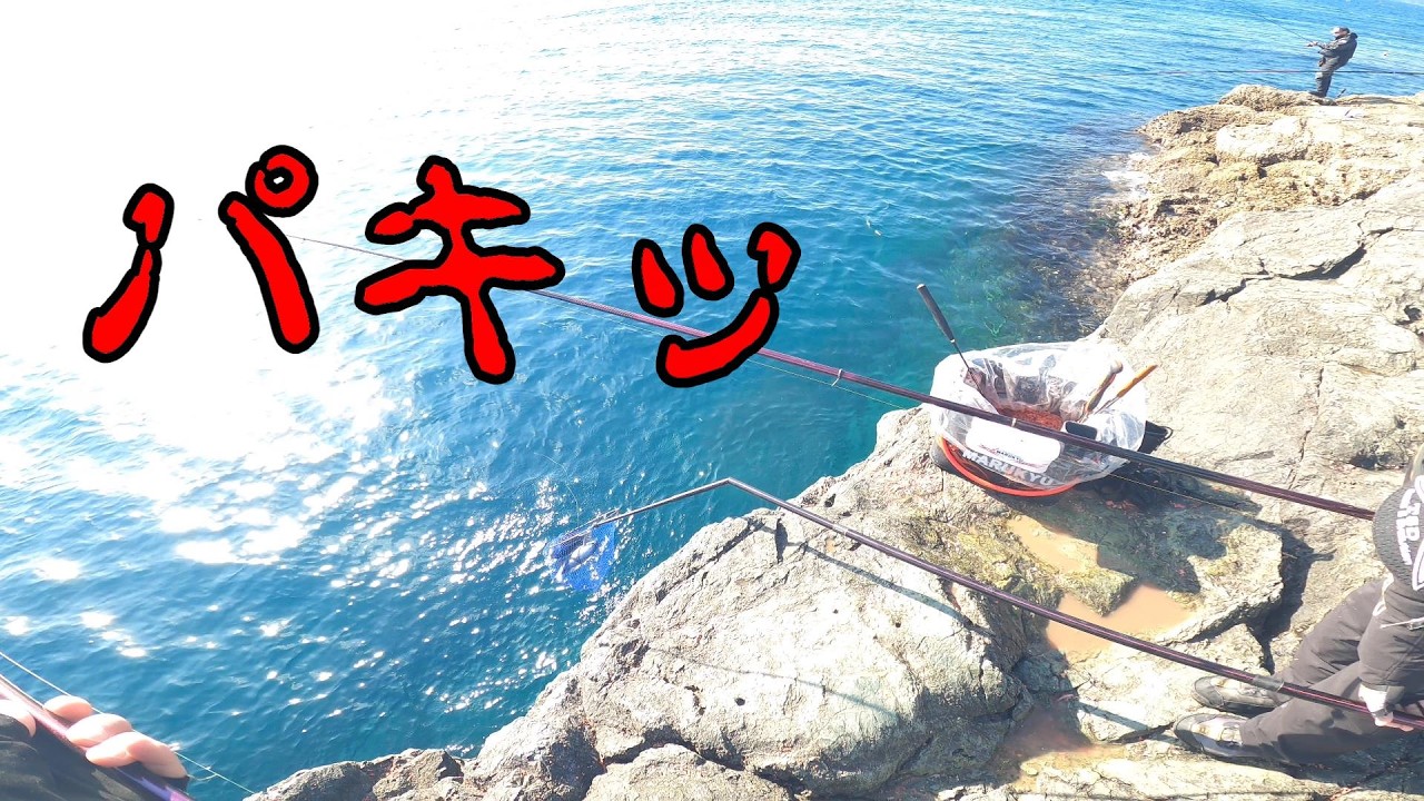 好調の米水津でアクシデント発生！好調過ぎてタモが折れたり、魚じゃないのを釣ったりしました