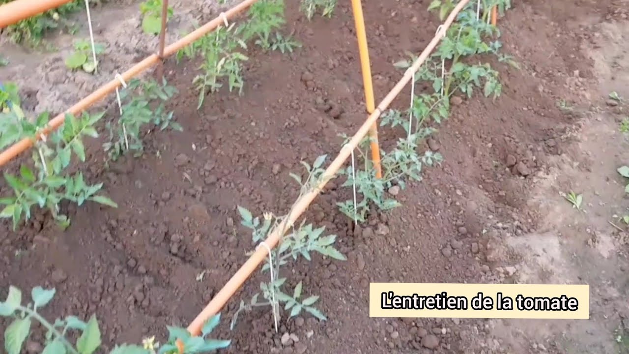 Comment j'entretiens les plants de tomates en 5 étapes ?