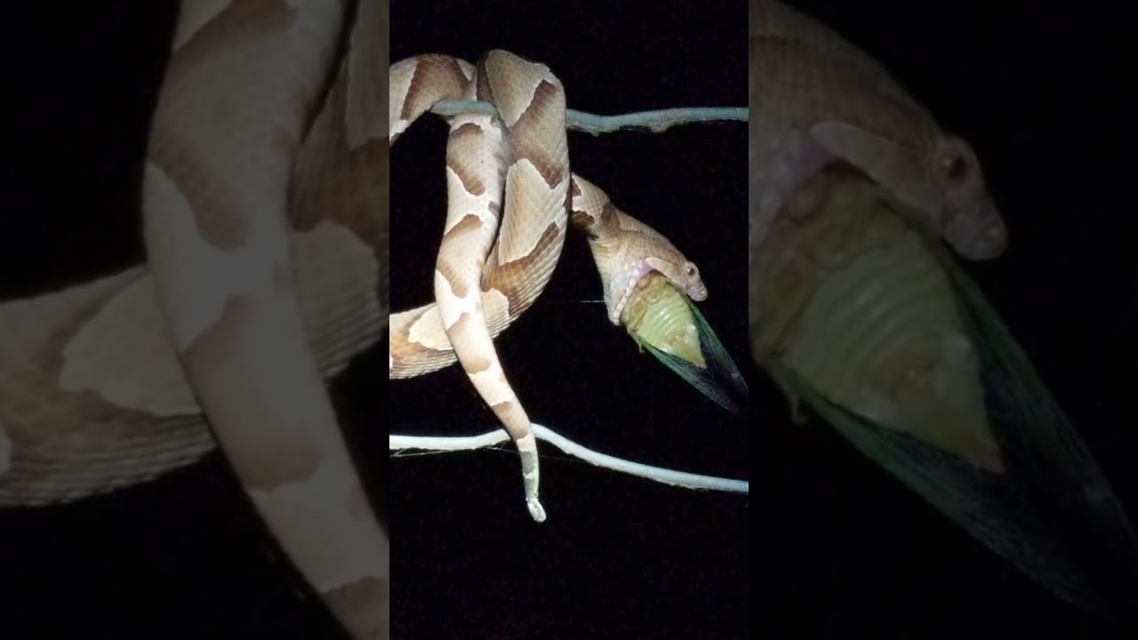 Copperhead eating a cicada 6-7-18