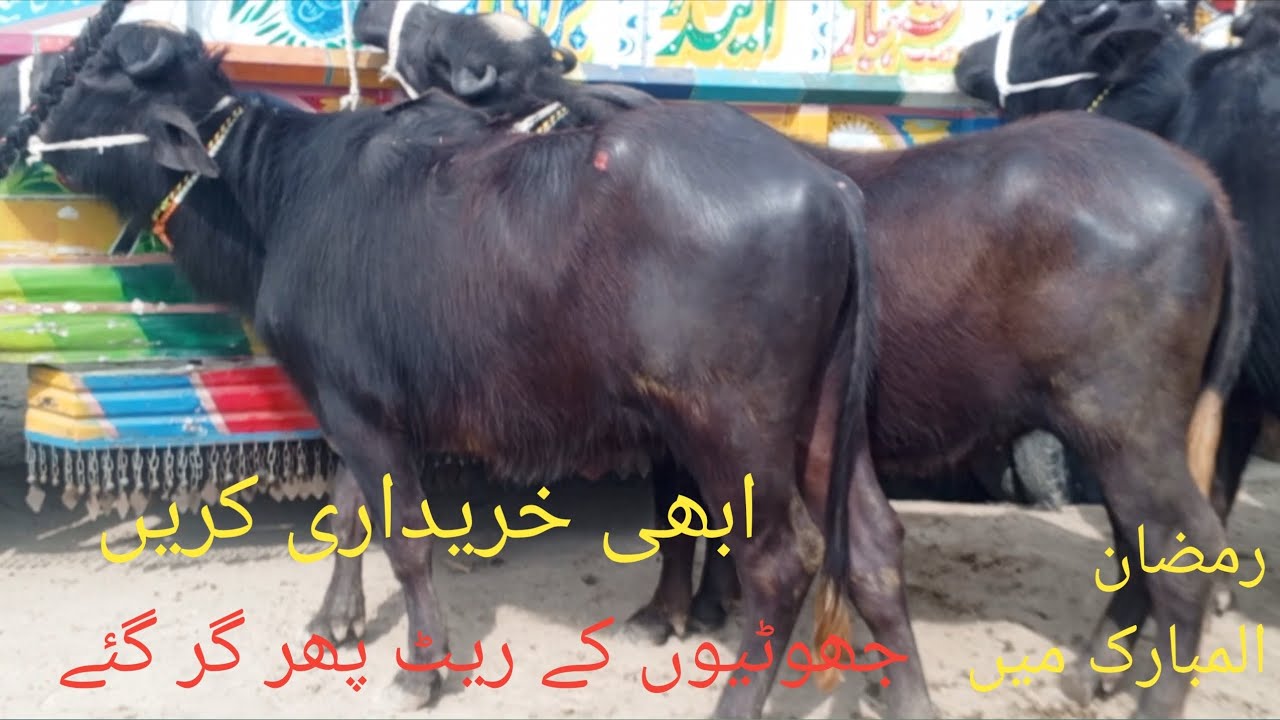 لڈن منڈی میں نیلی کی جھوٹیوں کے ریٹ ٹوٹنے لگ گئے کیونکہ ابھی رمضان المبارک میں مندہ ہے