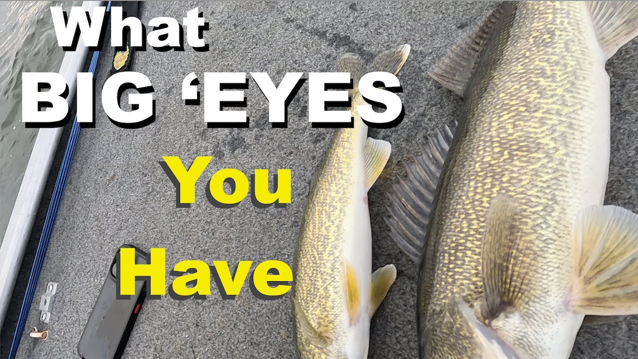 Very Slow Jigging for Walleye, 11+ Fish w/ Size (