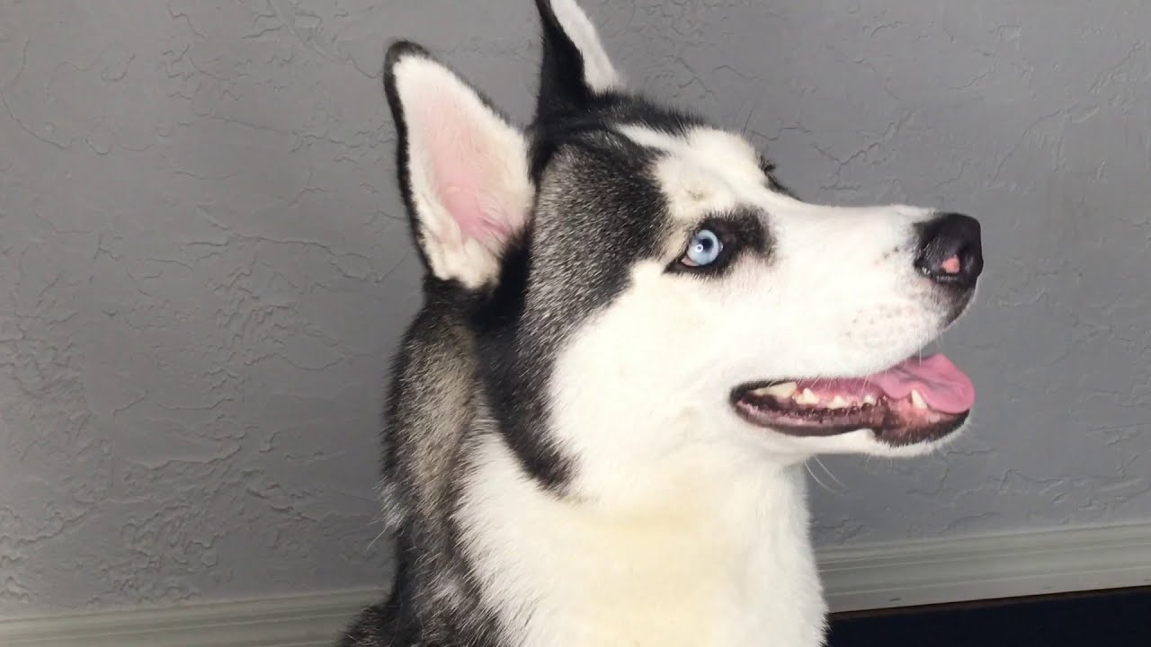 Cómo poner medicina en la nariz a un perro