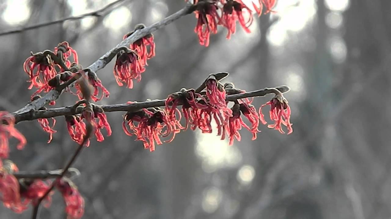 Hamamelis intermedia Ruby Glow