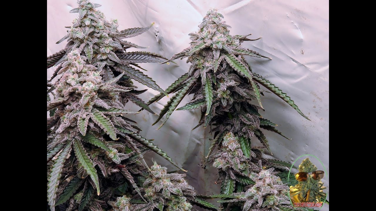 MAC 1 SOG DAY 56 NEW NUTRIENT REVEAL DUTCH MASTER NUTRIENTS