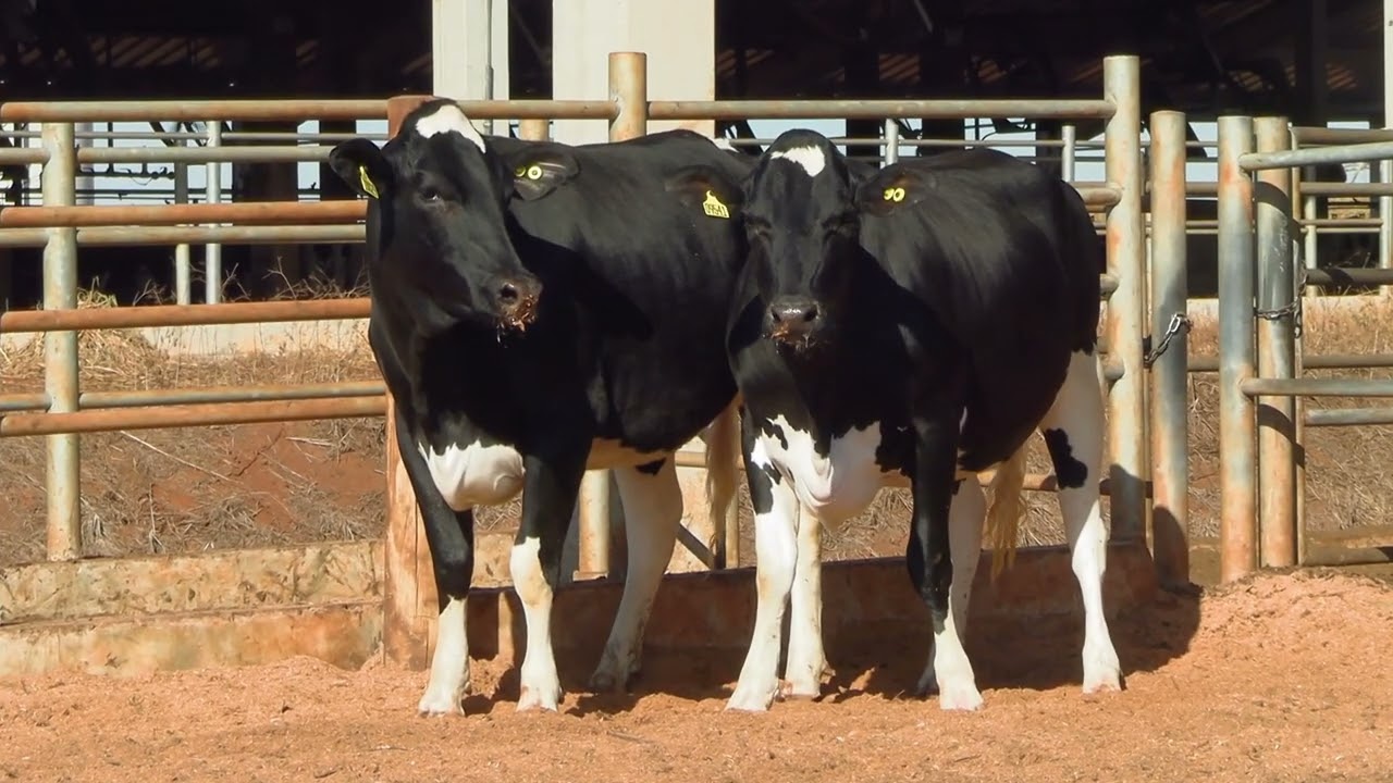 LOTE 23 &bull; 2&ordm; LEIL&Atilde;O NOVILHAS PRENHES CANTO PORTO &bull; 9541  10029