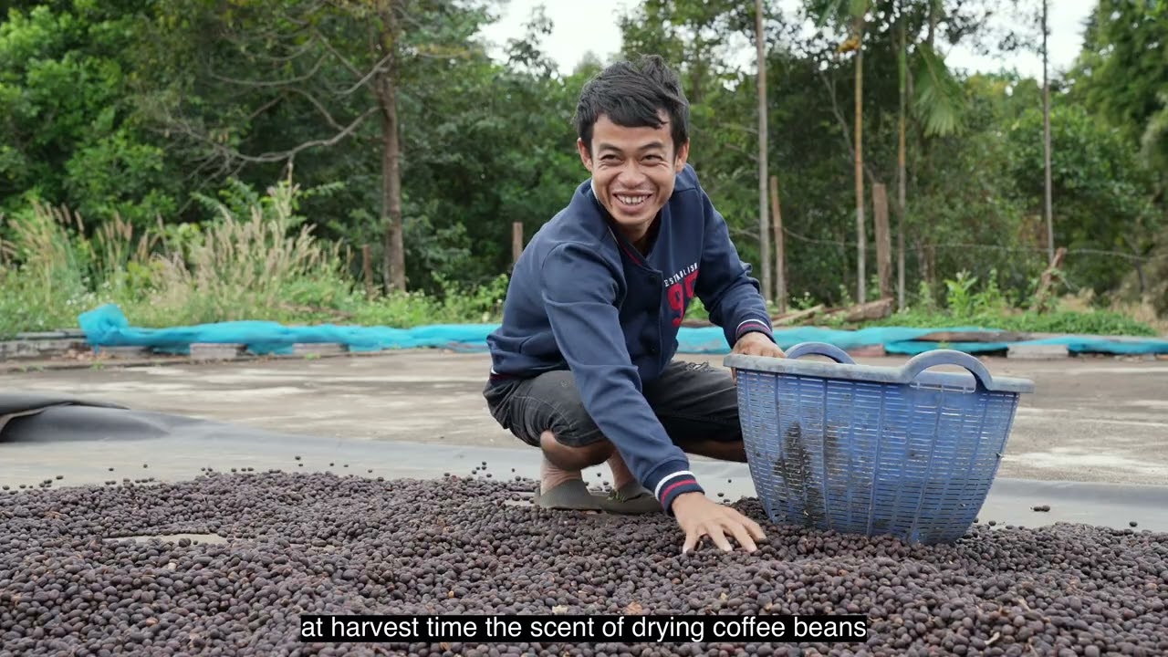 Lao Coffee: A Tradition Rooted in History and A Nation’s Growing Legacy ☕🇱🇦