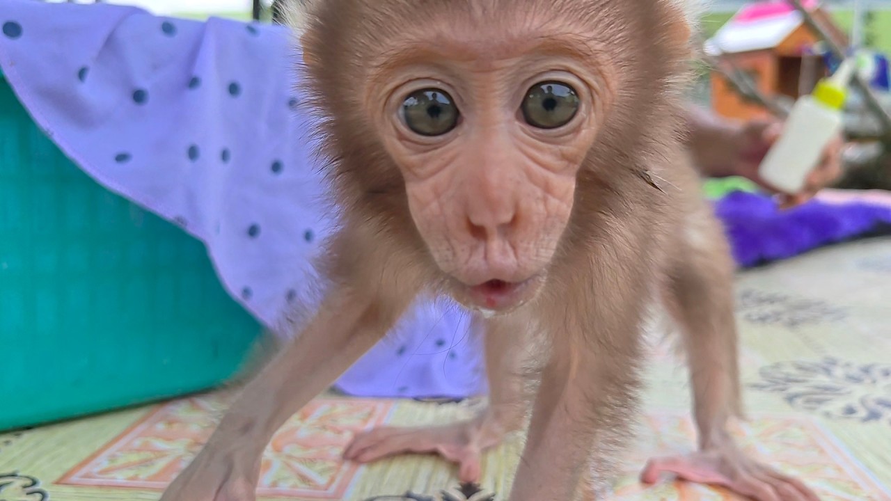 The cute face and melodious voice of baby monkey Monty when calling his friend