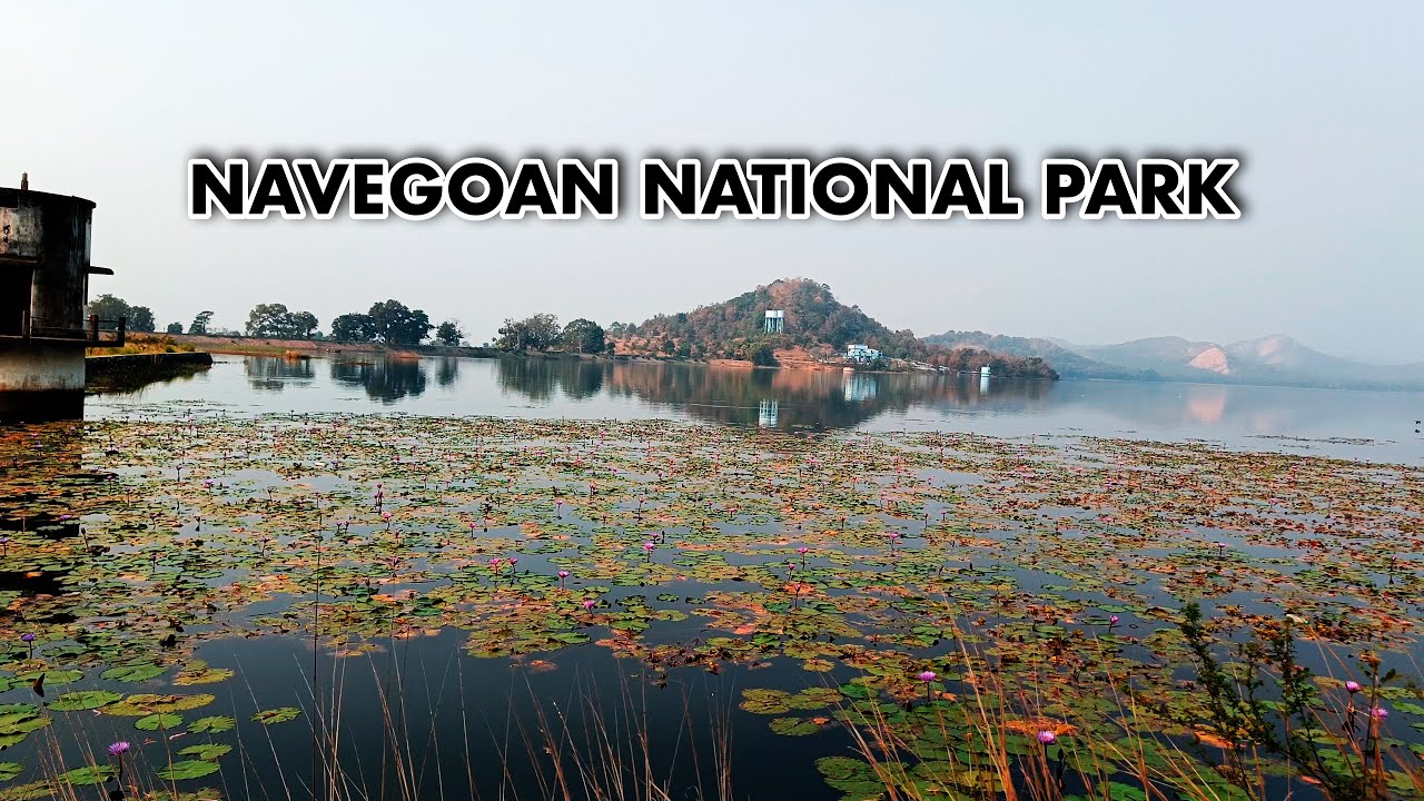 Navegaon Bandh National Park Gondia: An Overview of Its Attractions