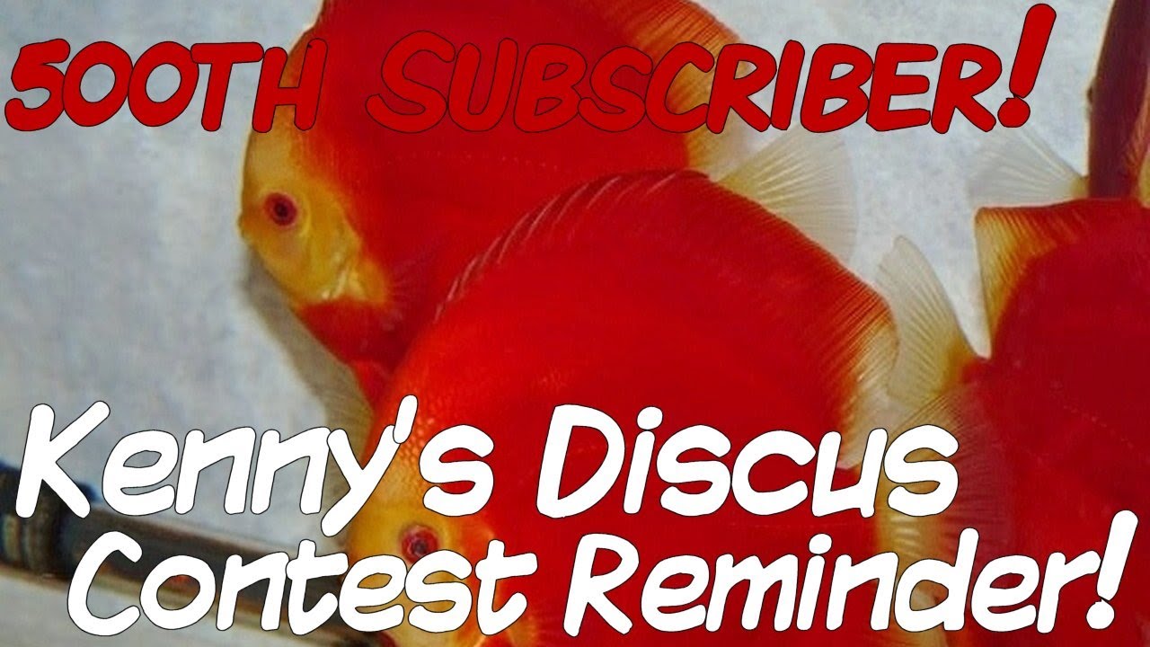 Reminder for 500th Subscriber Contest Sponsored by Kenny's Discus! [Closed]