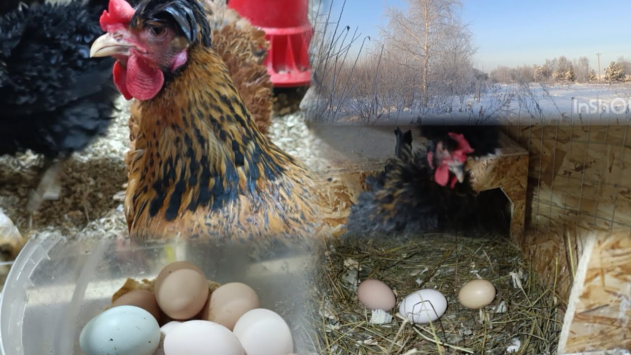 Мороз крепчает🥶. Куры несутся 🥚🙄. Им тепло 🤗