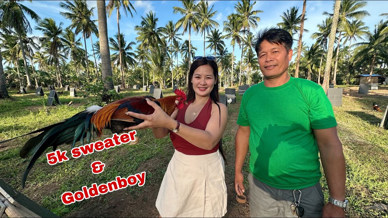 Bumili ako nang 10 Pullets at 2 Broodstag! Pandagdag sa palahi ko!