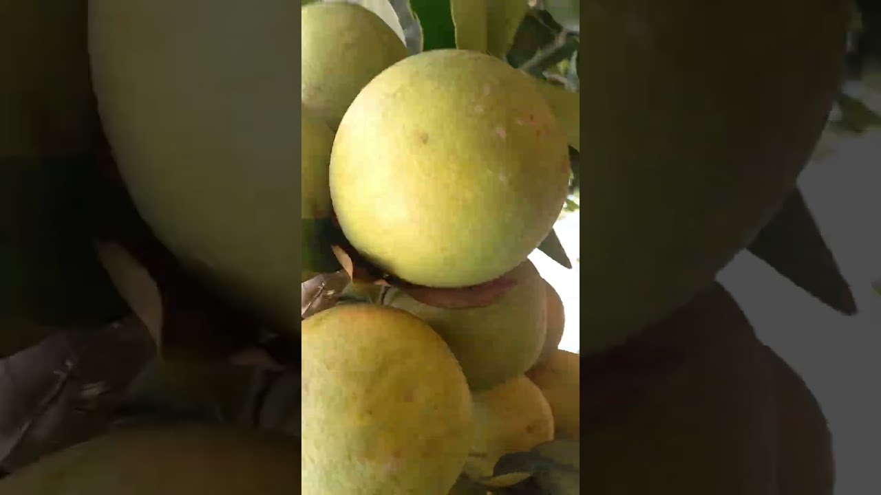 Mostrando as laranjas vamos comigo ver 