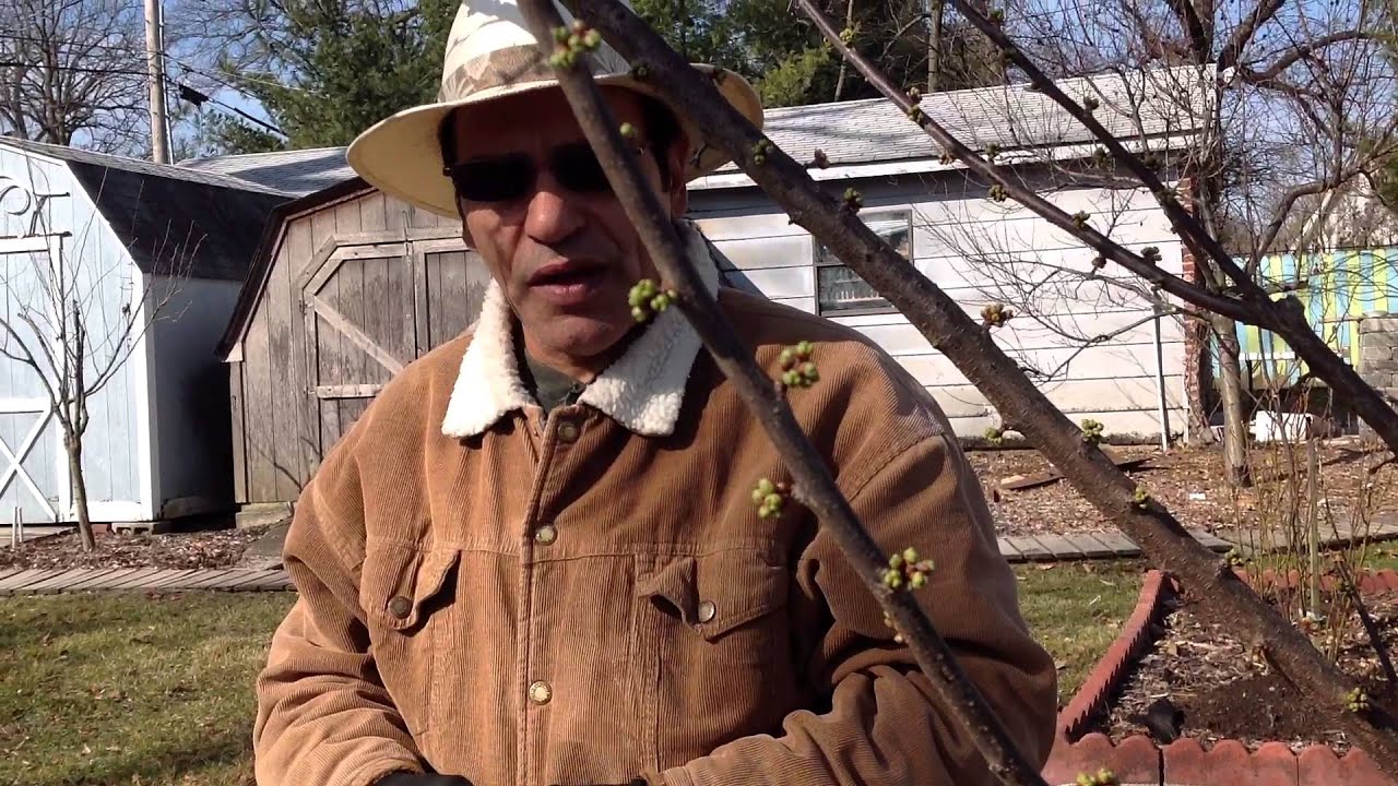 How pruning persimmon trees . چگونه درخت ميوه  را هرس نمايم ، آموزش باغبانى با صابر