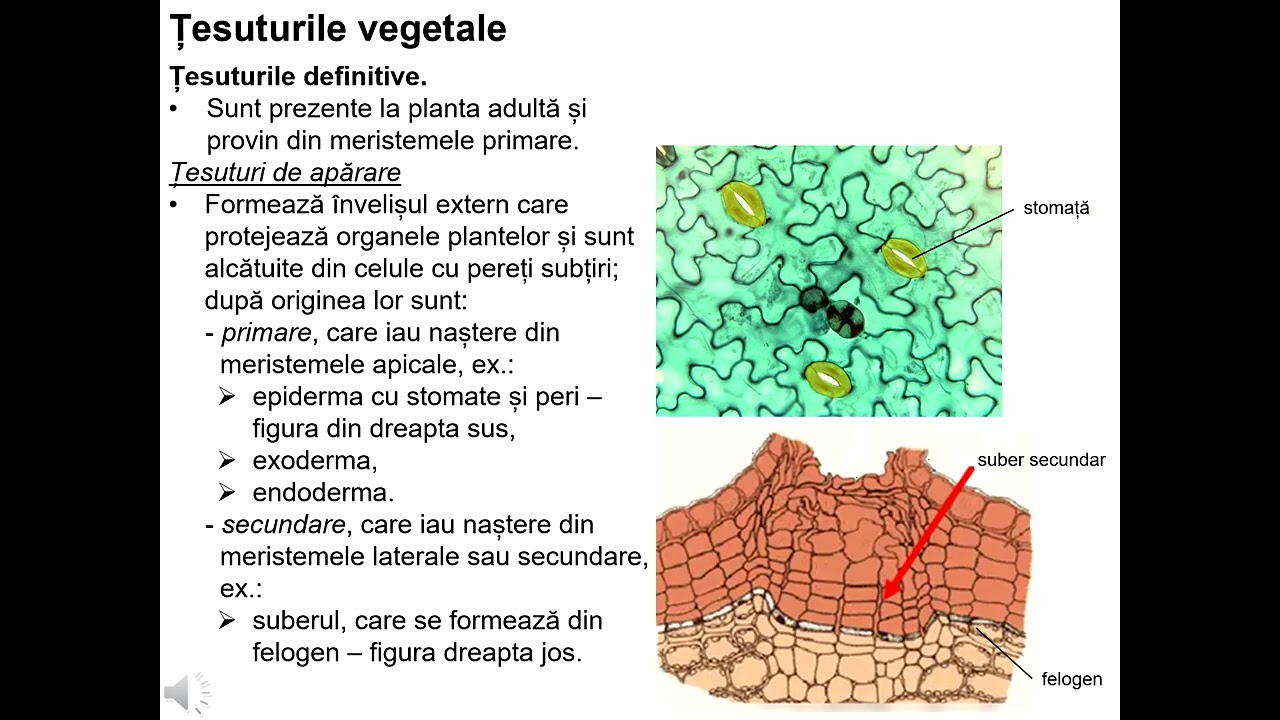 Țesuturi vegetale